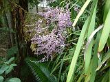 Cordyline Stricta 